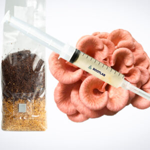 A syringe, a bag of grain and coffee grounds, and pink mushroom clusters on a white background.