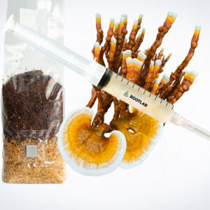 A syringe and a bag of substrate next to reishi mushrooms with white edges and orange caps.