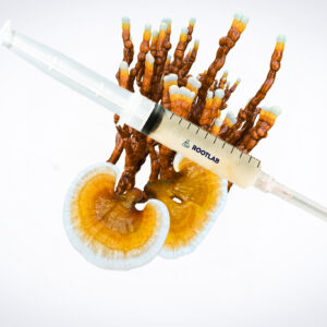 A syringe placed over a reishi mushroom with orange and white caps on a white background.