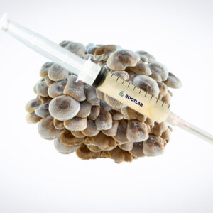 A syringe filled with liquid is placed on top of a cluster of mushrooms against a white background.