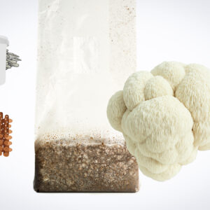 Mushroom growing kit with a plastic bag of substrate, lion’s mane mushroom, and illustrations of other mushrooms.