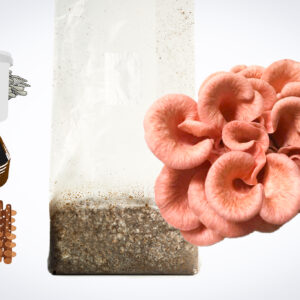 Illustration of mushroom growing kit components: a bag, pink mushrooms, a bucket, jar, and brown discs.