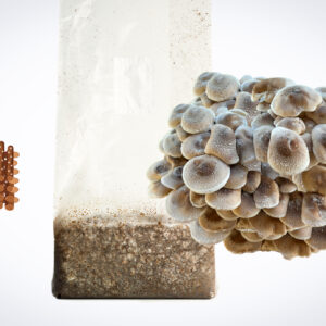 A cluster of mushrooms growing from a bag of soil, with a group of brown dowels beside it.