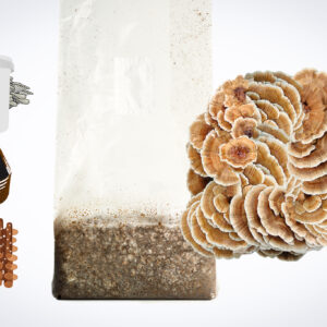 Illustration of mushroom growing kit, soil, wood dowels, a grow bag, and a cluster of brown mushrooms.