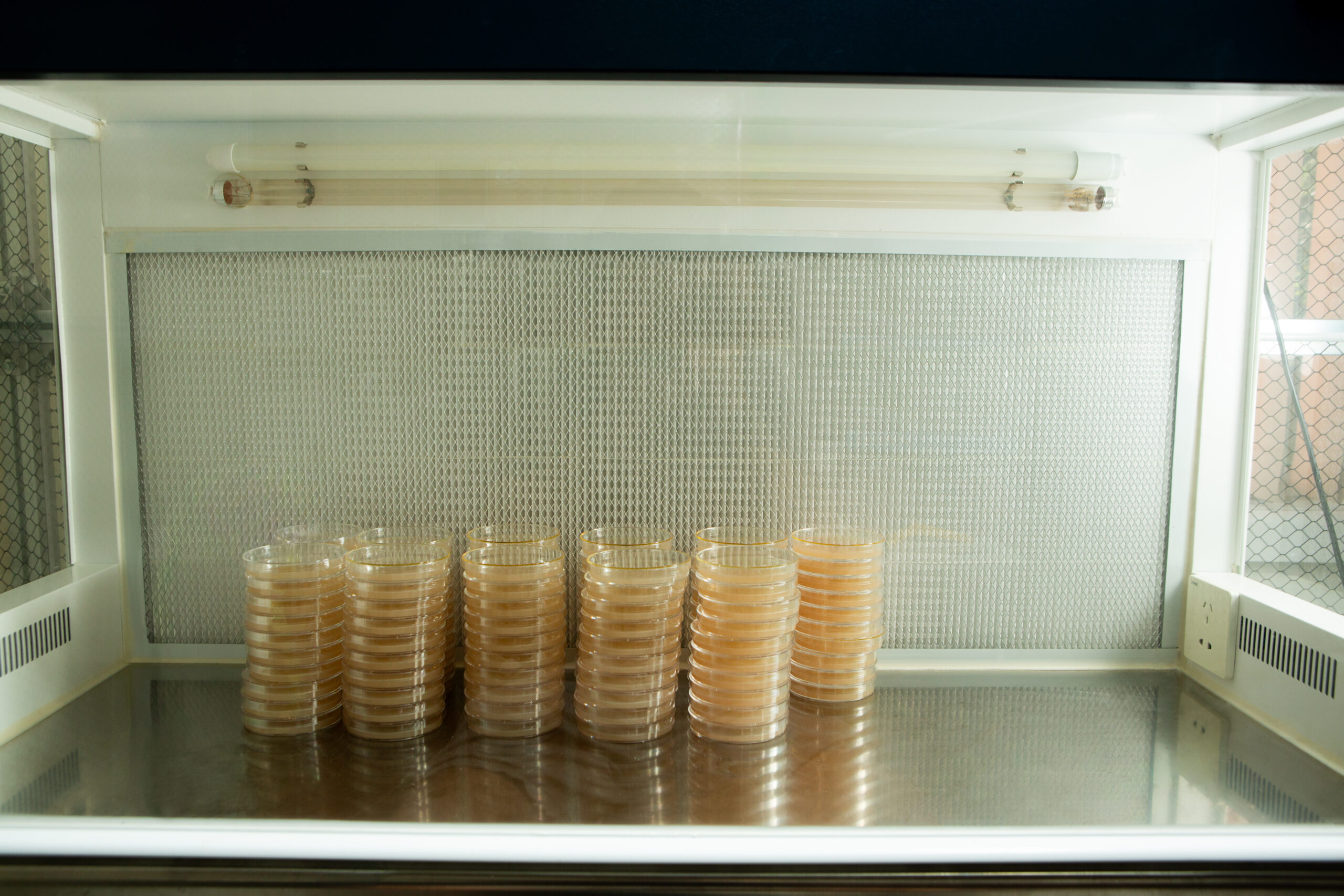 Horizontal Laminar Flowhood Cabinet | Clean bench 11 Stacks of petri dishes with agar sit on a metal surface inside a laboratory laminar flow cabinet.