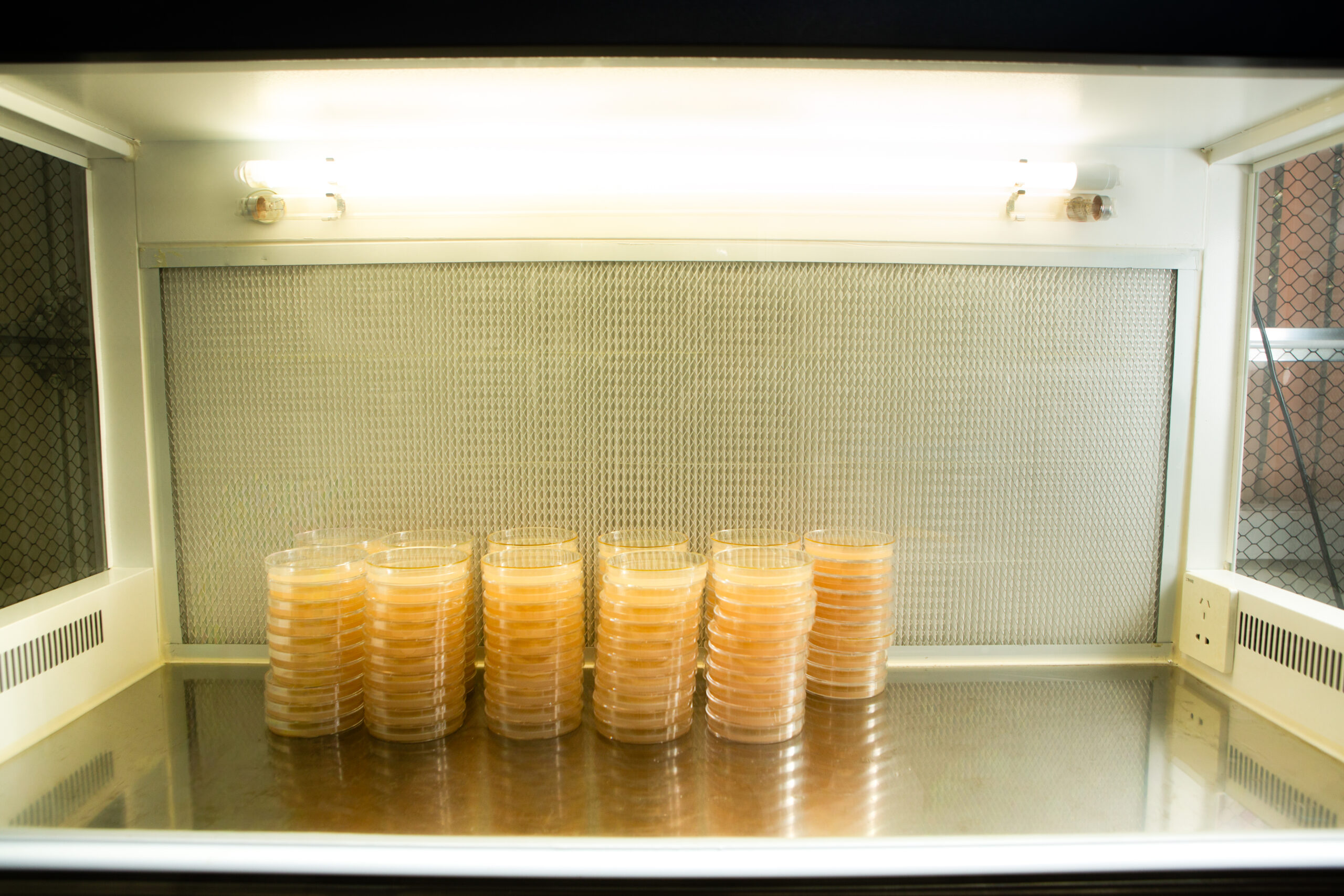 Horizontal Laminar Flowhood Cabinet | Clean bench 12 Stacks of petri dishes with agar inside a sterile lab workspace under bright lights.