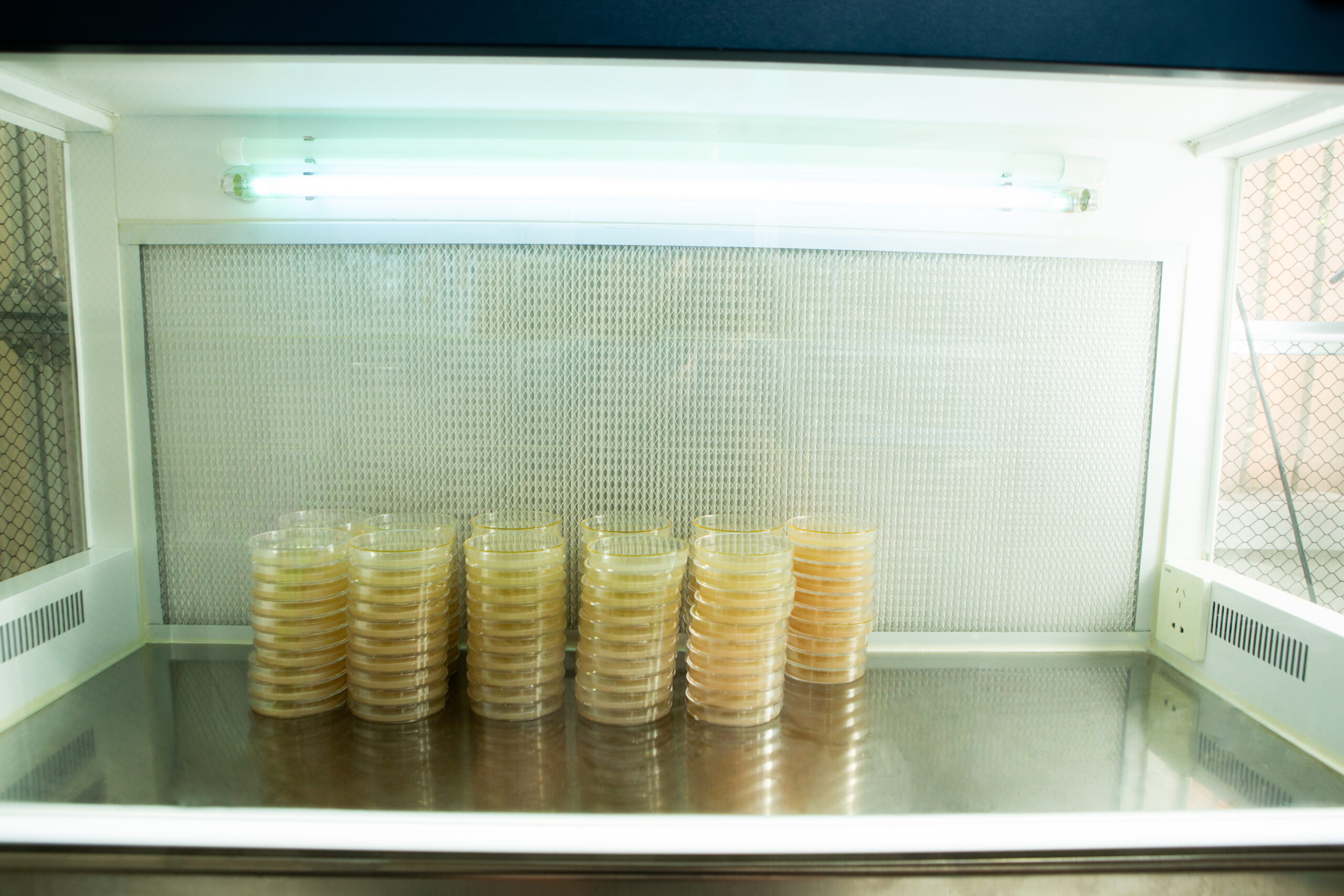 Horizontal Laminar Flowhood Cabinet | Clean bench 9 Stacks of petri dishes in a sterile laboratory environment under fluorescent lighting.