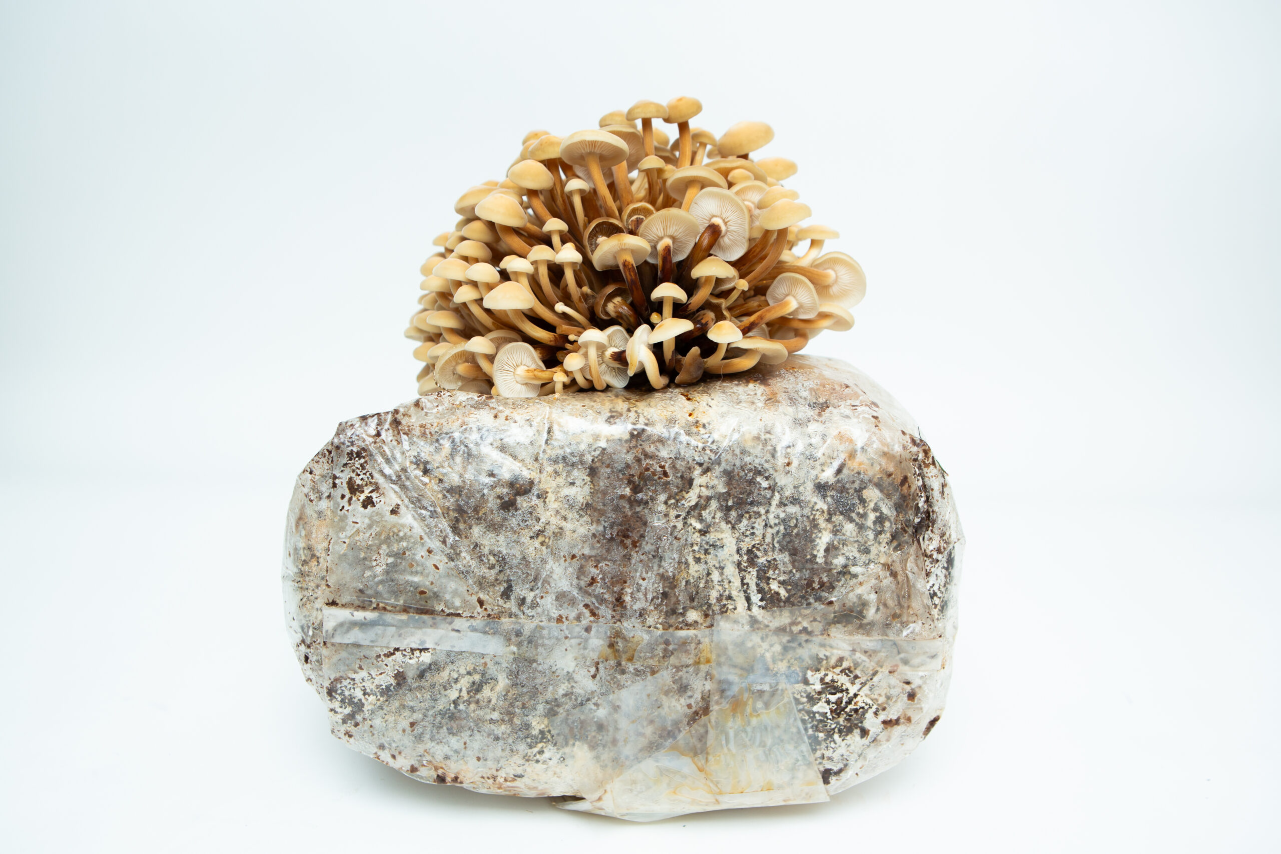 Golden Enoki | Flammulina velutipes | Mushroom Grow Kit- Spray and Grow - 3kg 5 A cluster of brown mushrooms (Golden Enoki | Flammulina velutipes) grows from a plastic-wrapped 3kg Mushroom Grow Kit—Spray and Grow—displayed against a white background.