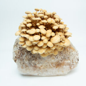 Mushroom Supplies in Sydney 21 Golden Enoki (Flammulina velutipes) mushrooms grow from a white substrate in the Golden Enoki Mushroom Grow Kit - Spray and Grow - 3kg, shown against a plain white background.