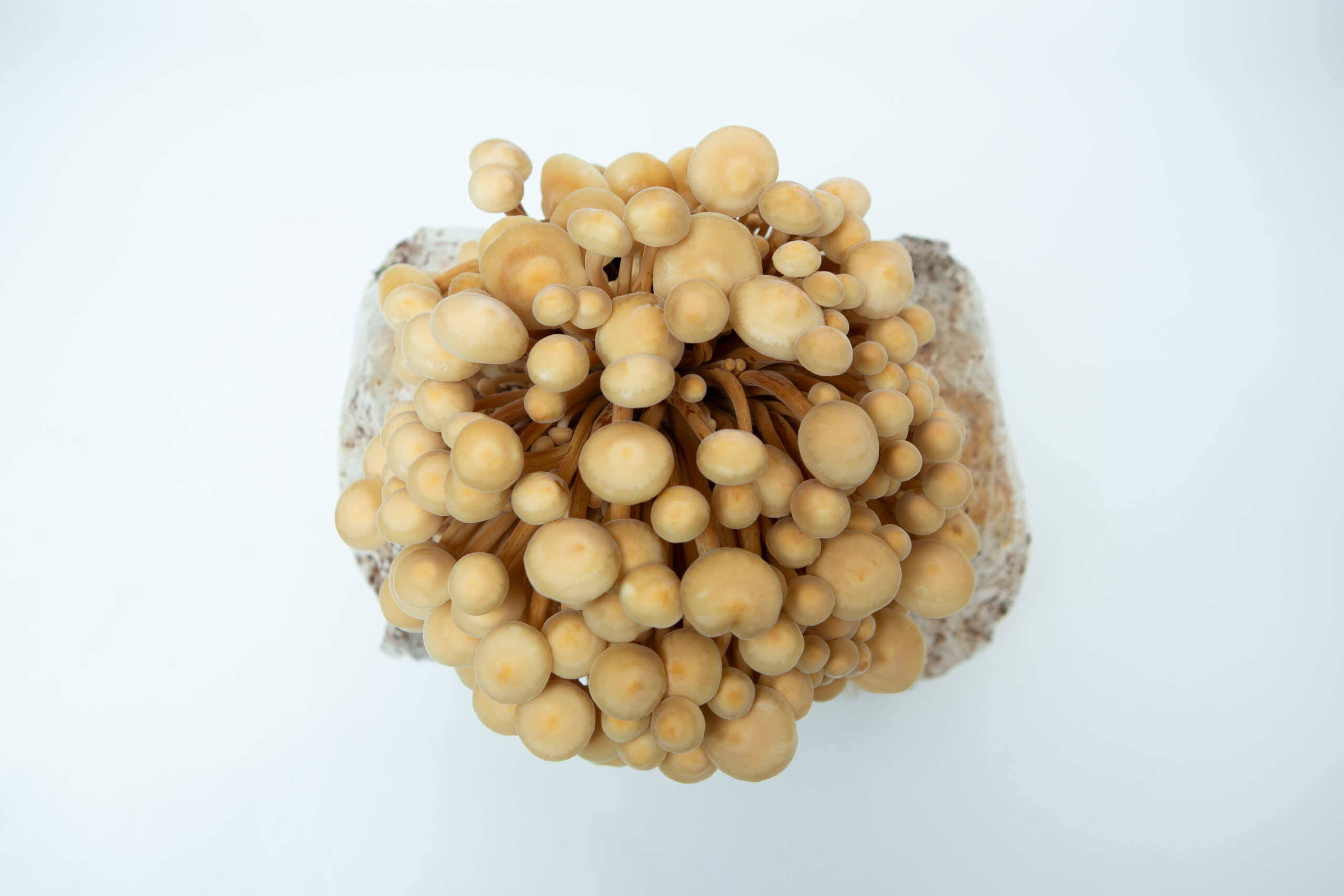Golden Enoki | Flammulina velutipes | Mushroom Grow Kit- Spray and Grow - 3kg 4 Golden Enoki (Flammulina velutipes) mushrooms growing in a 3kg Mushroom Grow Kit—Spray and Grow—clustered together on a white background, viewed from above.