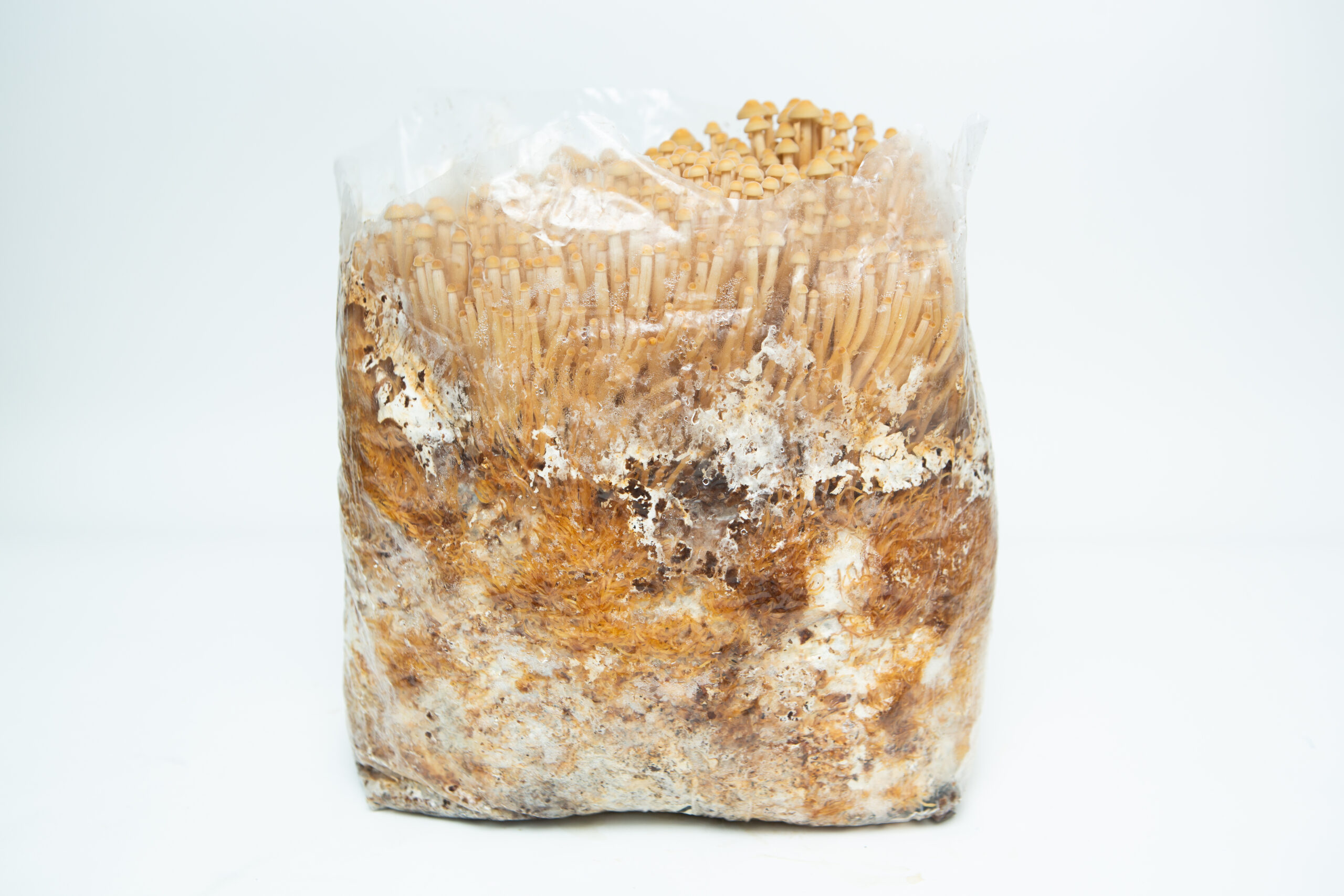 Golden Enoki | Flammulina velutipes | Mushroom Grow Kit- Spray and Grow - 3kg 3 The Golden Enoki | Flammulina velutipes | Mushroom Grow Kit- Spray and Grow - 3kg comes in a clear plastic container with substrate, making it easy to grow fresh mushrooms at home.