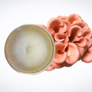 A petri dish with white fungal growth next to a cluster of pink oyster mushrooms on a white background.