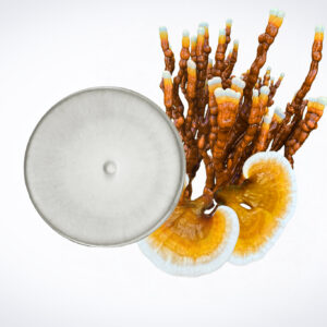 Home 33 A petri dish next to two orange and white reishi mushrooms with brown stalks on a white background.