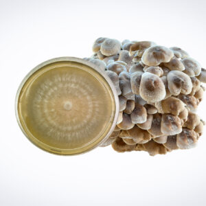A cluster of mushrooms beside a petri dish with mycelium growth, isolated on a white background.