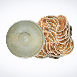 A petri dish with mould next to a cluster of turkey tail mushrooms on a white background.