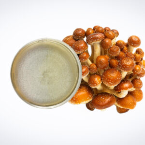 A cluster of brown mushrooms next to a petri dish with white fungal growth, on a white background.