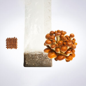 A cluster of brown mushrooms grows from a plastic bag of substrate, next to a square grid of brown capsules.