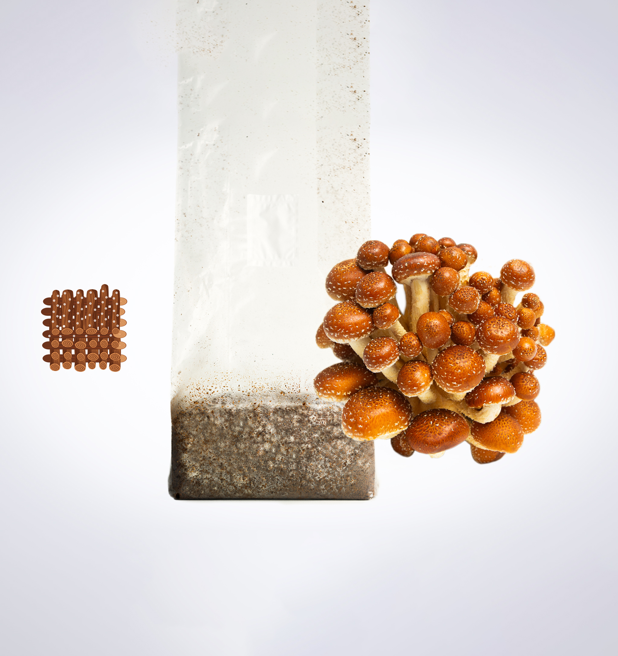 Sawdust spawn for mushroom log inoculation- 3kg | Chestnut | Pholiota adiposa 1 A cluster of brown mushrooms grows from a plastic bag of substrate, next to a square grid of brown capsules.