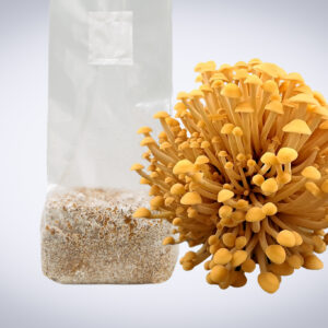A cluster of yellow mushrooms next to a clear plastic bag filled with mushroom substrate.