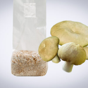 A plastic bag of mushroom spawn next to three fresh mushrooms on a light gradient background.