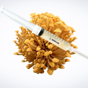 A syringe filled with liquid rests on top of a cluster of yellow mushrooms against a white background.