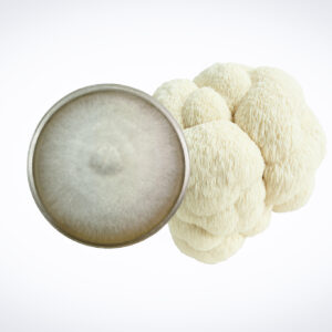 Home 30 A top view of a petri dish with mycelium next to a lion's mane mushroom on a white background.