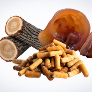 Sliced logs, capsules, and a brown ear-shaped mushroom on a white background.