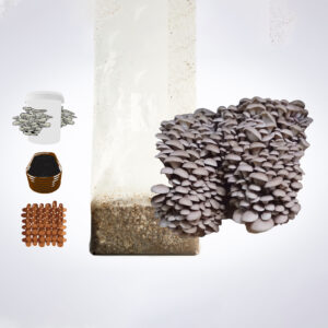 Oyster mushrooms growing from a substrate bag, with jars, petri dishes, agar plates, and wooden dowels nearby.