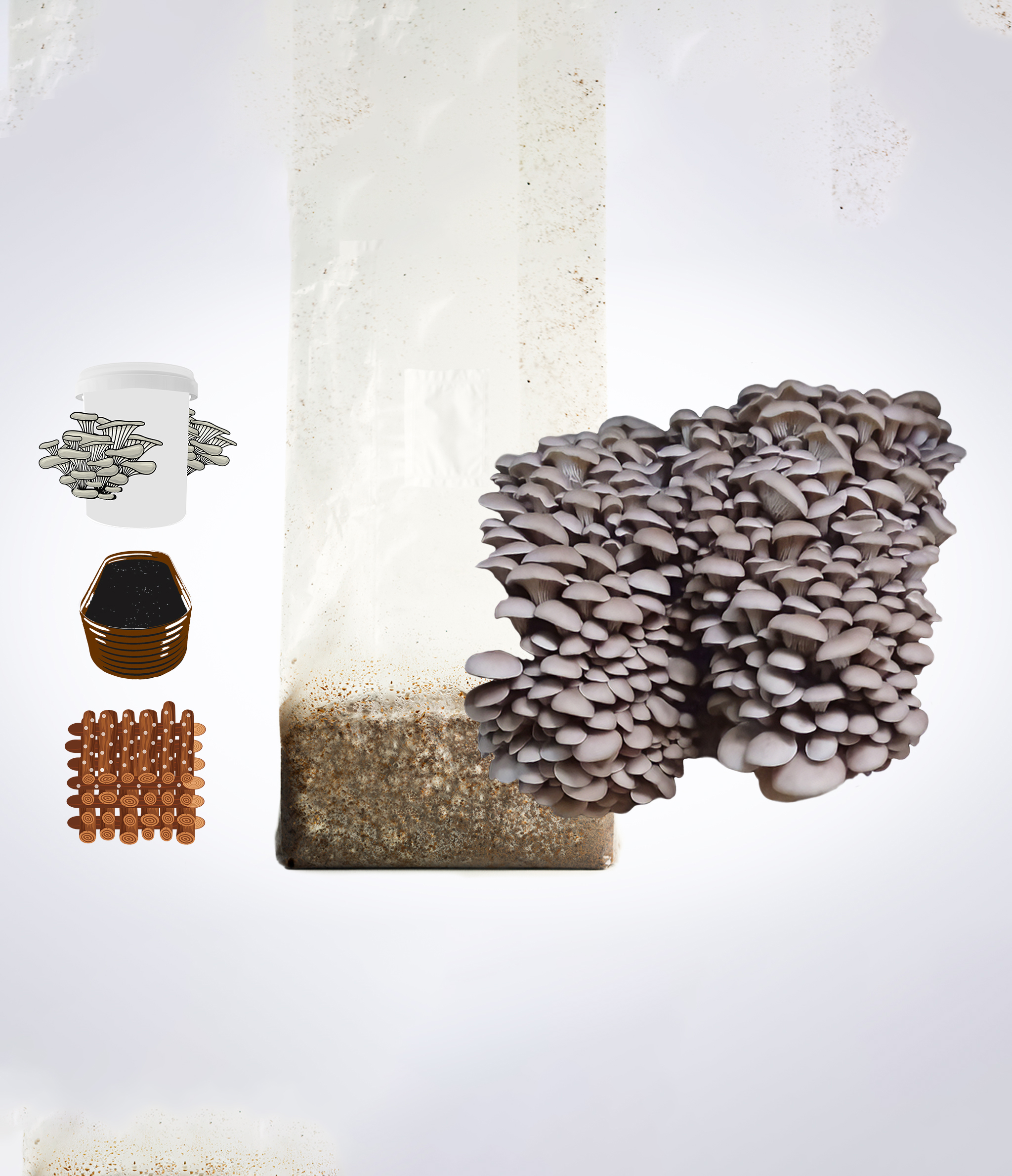 Sawdust spawn for mushroom log inoculation, Garden bed and bucket - 3kg | Princess of Pearl Oyster | Pleurotus ostreatus 1 Oyster mushrooms growing from a substrate bag, with jars, petri dishes, agar plates, and wooden dowels nearby.