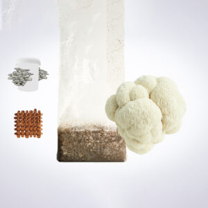 A lion’s mane mushroom, a growing kit bag, brown blocks, and a container with oyster mushrooms illustrated.