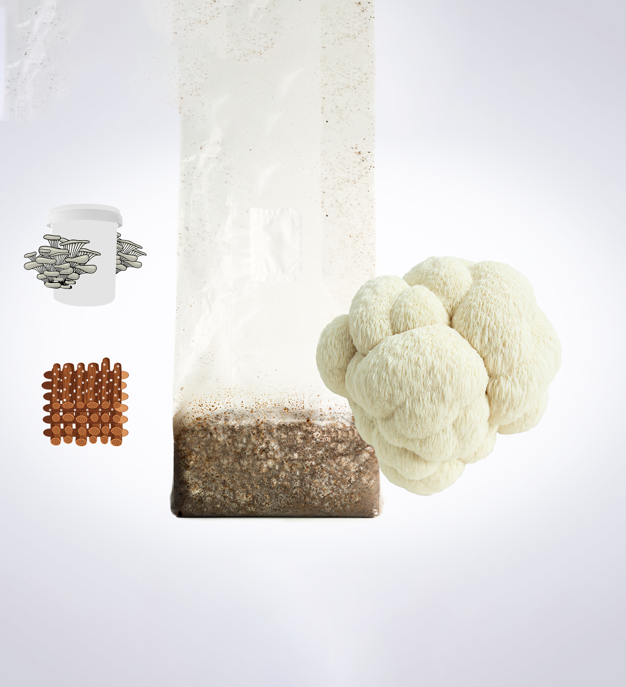 Sawdust spawn for mushroom log inoculation- 3kg | Lions Mane Pride | Hericium erinaceus 1 A lion’s mane mushroom, a growing kit bag, brown blocks, and a container with oyster mushrooms illustrated.