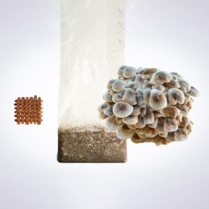 A cluster of mushrooms grows from a plastic bag of substrate, with brown capsules arranged in a grid nearby.