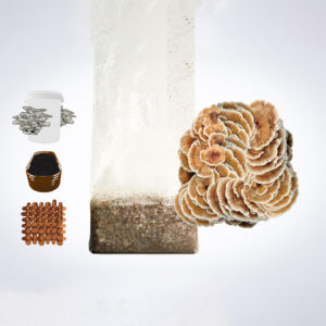 A cluster of mushrooms growing from a bag, with illustrations of coins, a jar, a basket, and wood to the left.