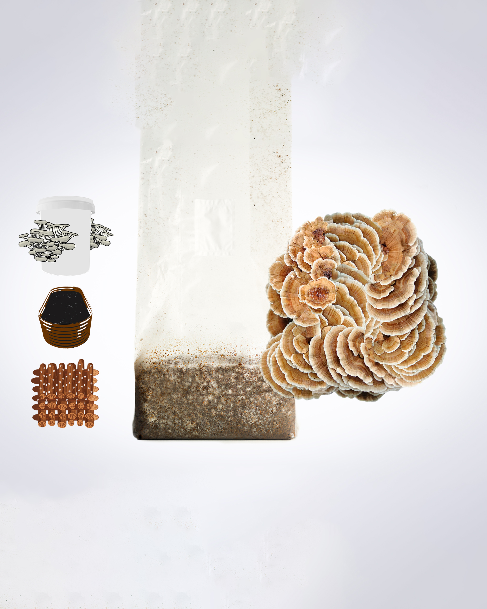 Sawdust spawn for mushroom log inoculation- 3kg | Turkey Tail | Trametes versicolor polyporales 1 A cluster of mushrooms growing from a bag, with illustrations of coins, a jar, a basket, and wood to the left.