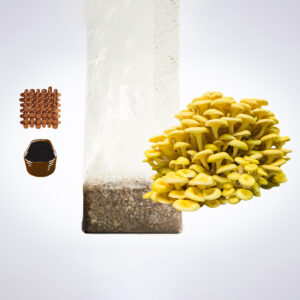 Yellow oyster mushrooms, a plastic grow bag with substrate, brown seeds, and a stack of black pots on a white background.