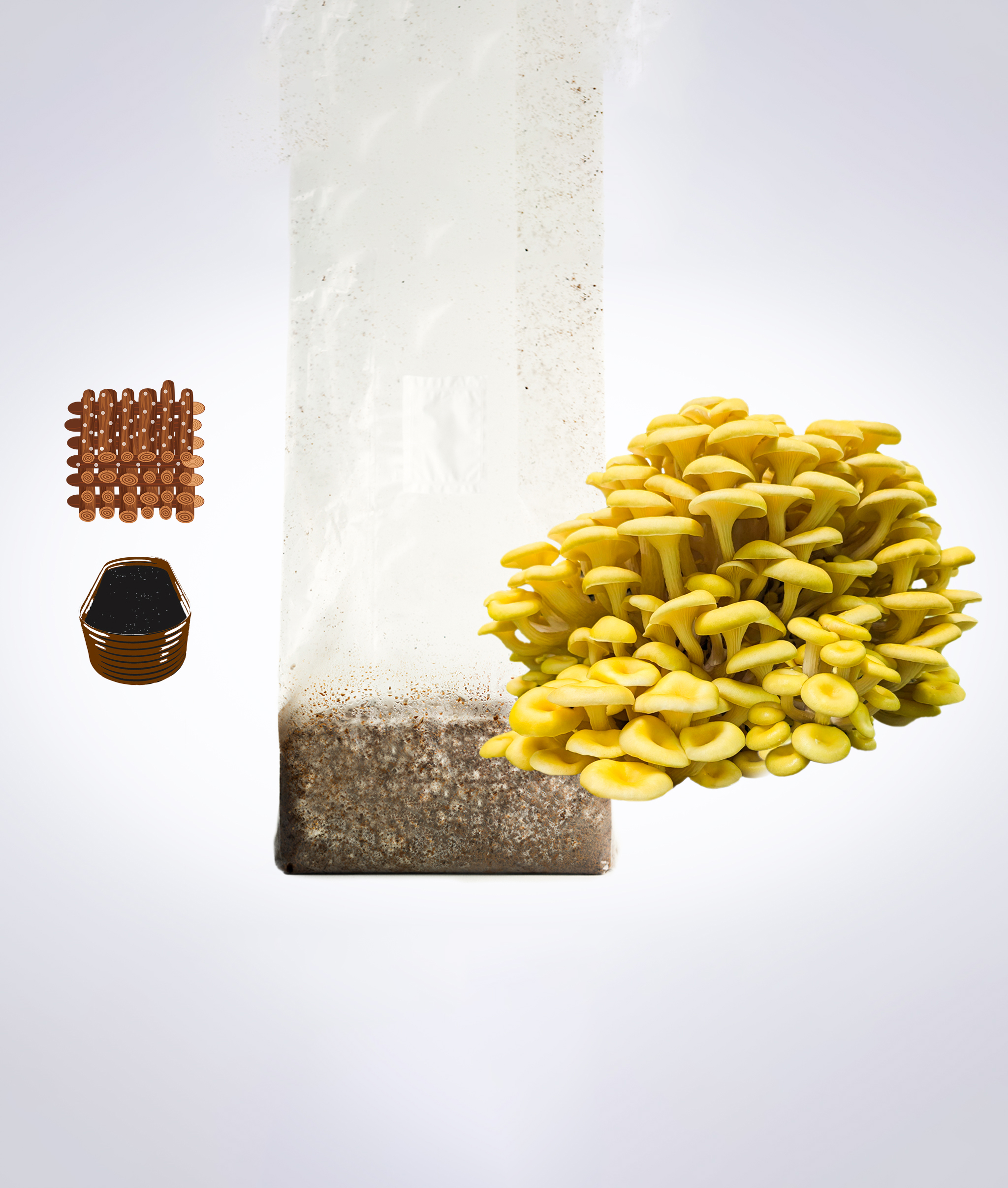 Sawdust spawn for mushroom log inoculation & outdoor garden bed- 3kg | Yellow Oyster | Pleurotus citrinopileatus 1 Yellow oyster mushrooms, a plastic grow bag with substrate, brown seeds, and a stack of black pots on a white background.