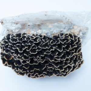 Black fungus mushroom growing from a clear plastic bag, against a plain white background.