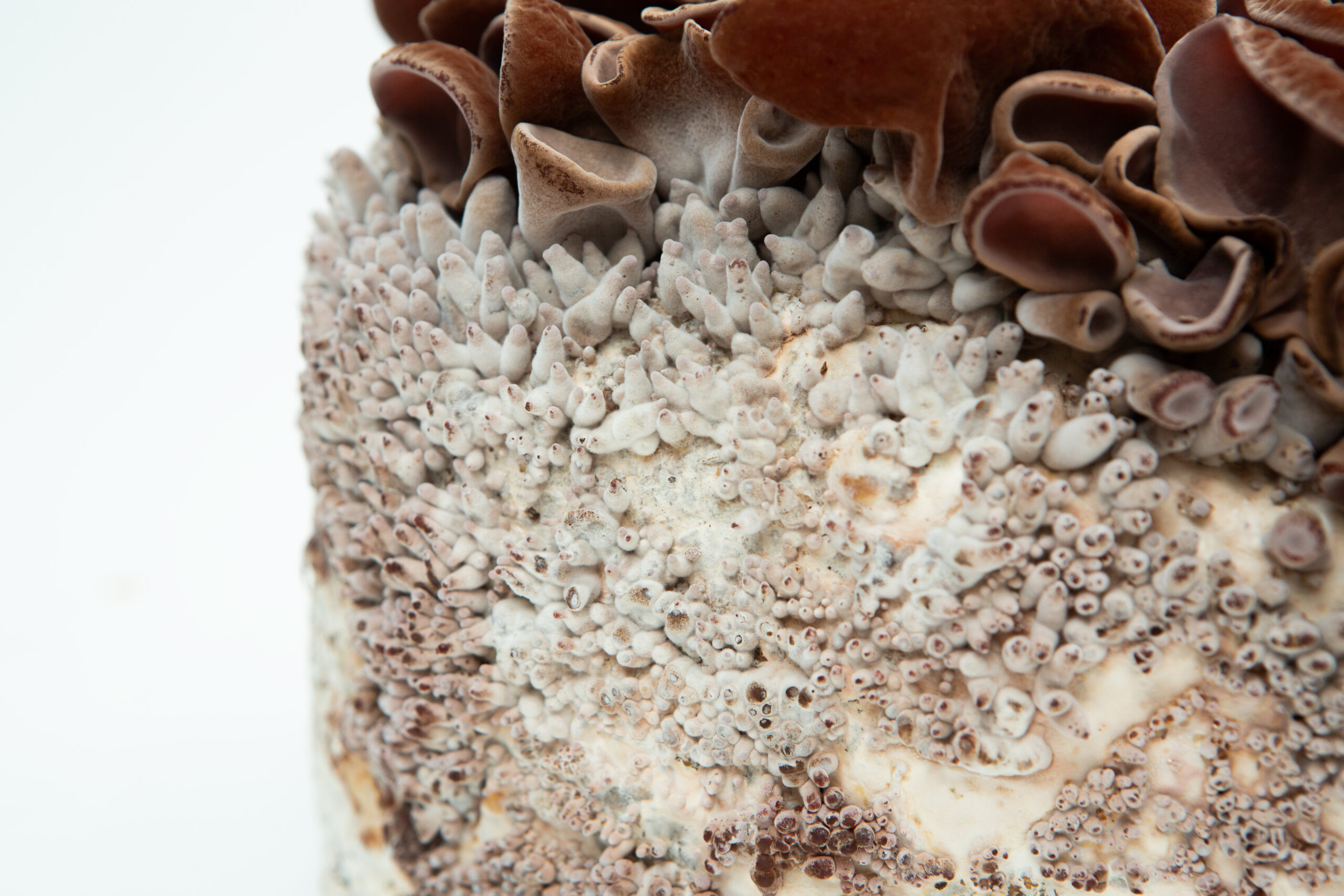 Sawdust spawn for mushroom log inoculation- 3kg | Wood Ear | Auricularia auricula-judae 3 Sawdust spawn for mushroom log inoculation- 3kg | Wood Ear | Auricularia auricula-judae - Image 3