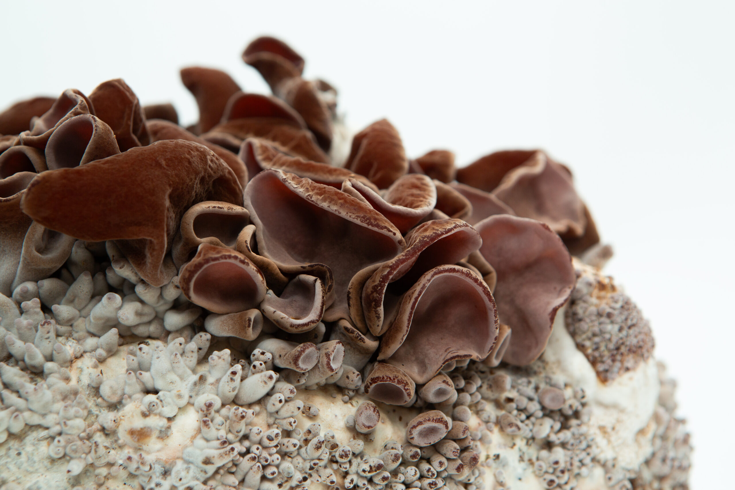Sawdust spawn for mushroom log inoculation- 3kg | Wood Ear | Auricularia auricula-judae 2 Close-up of brown wood ear mushrooms growing on a white substrate, with a plain white background.