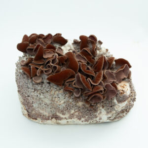 Brown wood ear mushrooms growing on a block of substrate against a white background.