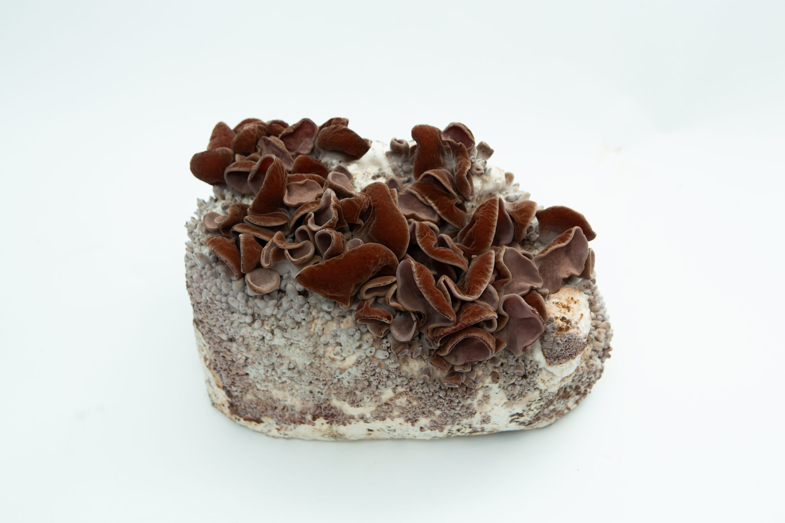 Sawdust spawn for mushroom log inoculation- 3kg | Wood Ear | Auricularia auricula-judae 1 Brown wood ear mushrooms growing on a block of substrate against a white background.