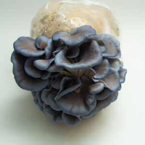 Home 21 Cluster of blue oyster mushrooms growing from a plastic bag on a white background.