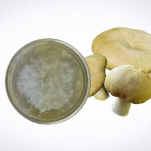 A petri dish with white mould next to three light brown mushrooms on a white background.