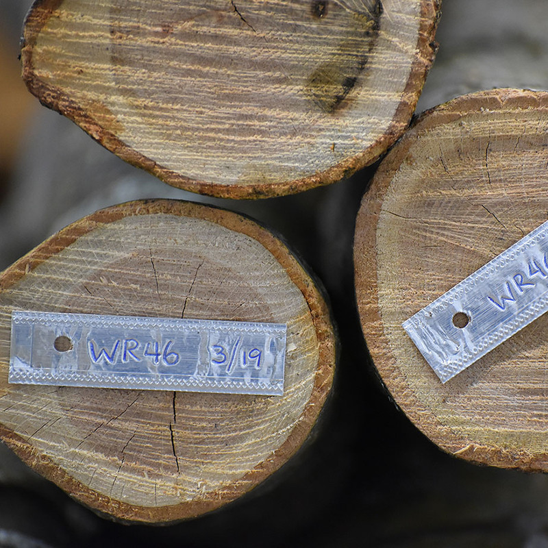 Aluminium Log Labelling Tags - Weather Safe 3 Three cut tree trunks with labelled metal tags showing codes and dates on their cross-sections.