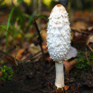 Mushroom Supplies in Sydney 19 A tall white shaggy mushroom grows from the forest floor, surrounded by leaves, moss, and blurred greenery.