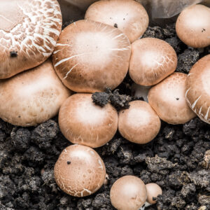 Mushroom Supplies in Sydney 17 Mushroom Liquid Culture | Brown Portobello | Agaricus bisporus var. hortensis