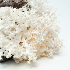 Mushroom Supplies in Sydney 39 White coral-like mushroom growing from a plastic bag with soil, against a plain white background.