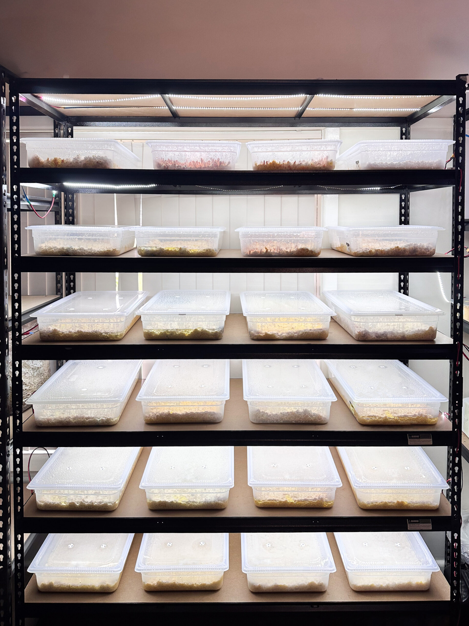 Australian Grown Dehydrated Cordyceps militaris (Powder) 2 Plastic trays with white and yellowish contents are stacked on black metal shelves under LED lights.