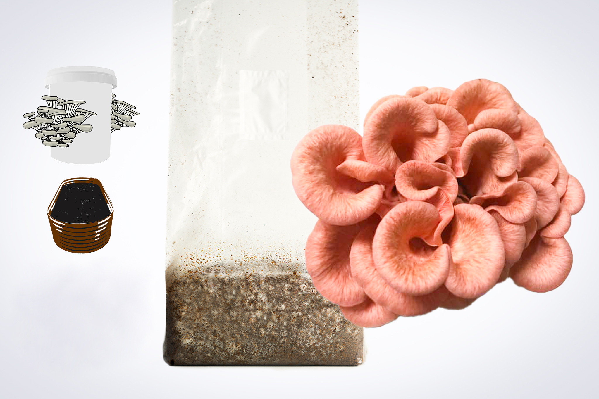 Sawdust spawn for mushroom Garden bed and bucket- 3kg | Pink Oyster | Pleurotus djamor 1 Pink oyster mushrooms grow from a substrate bag; icons show a growing kit and a tray with soil.