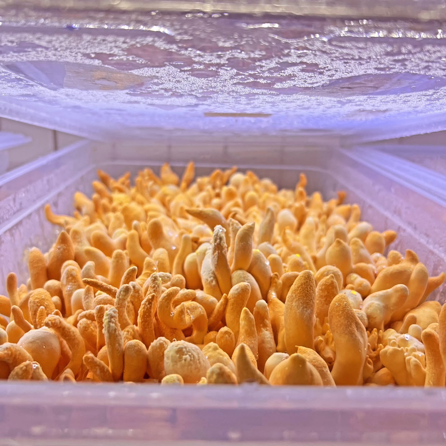 Australian Grown Dehydrated Cordyceps militaris (Powder) 1 Close-up of yellow-orange mushrooms growing densely inside a clear plastic container with a wet lid above.
